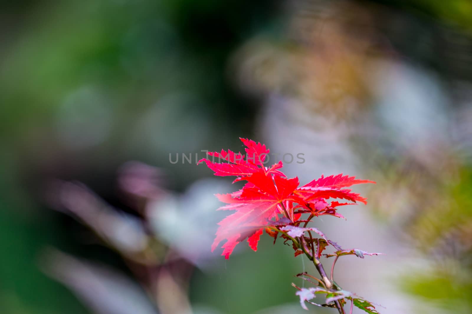 red maple leaves,shallow focus