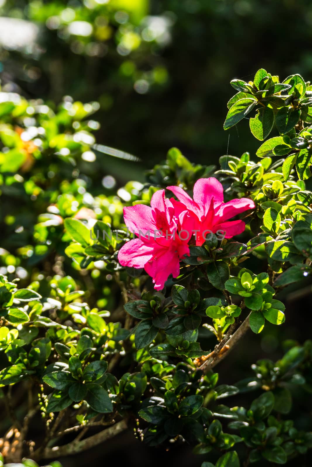 pink azalea flower in hight mountain,Chiangrai,Thailand