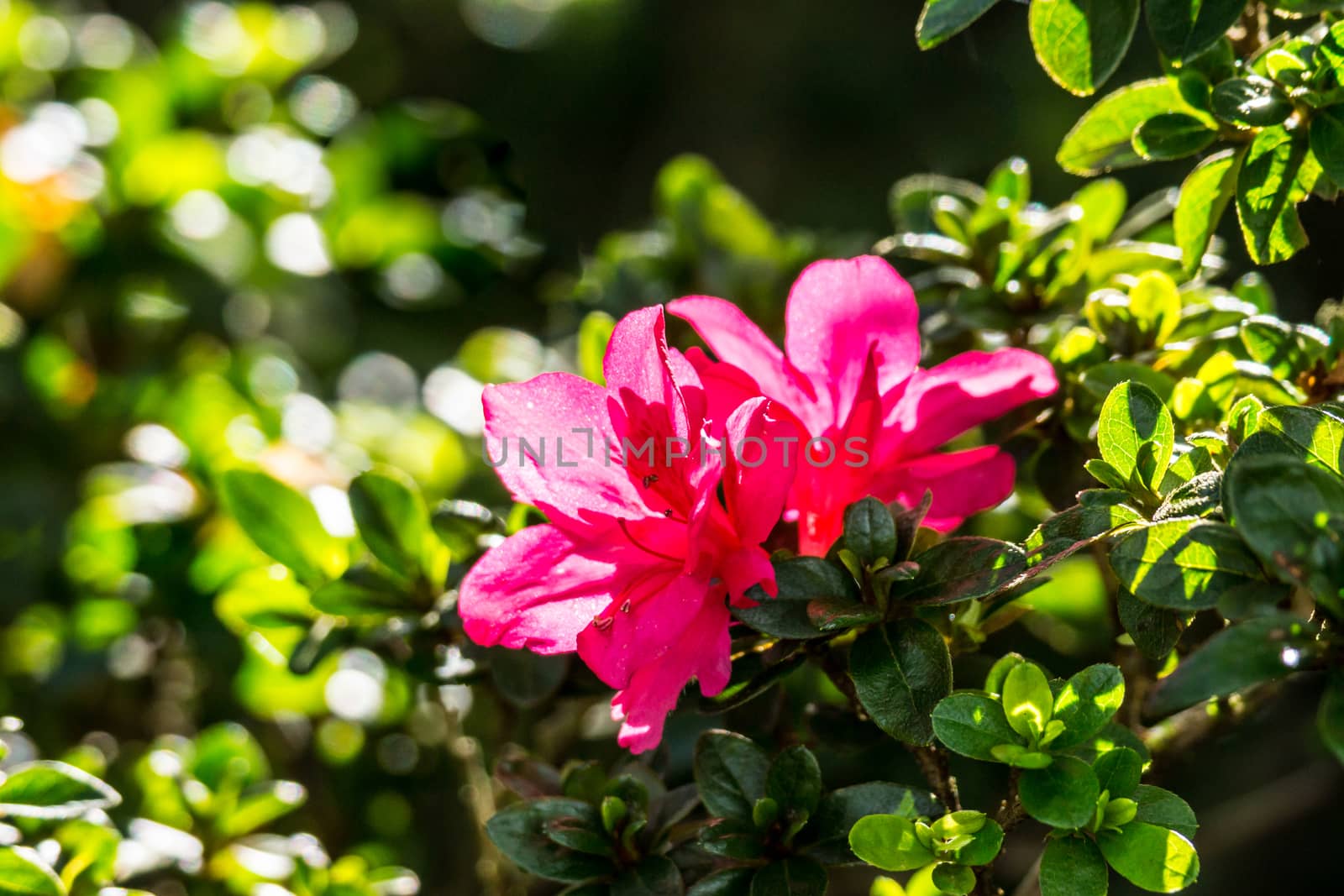 pink azalea flower in hight mountain,Chiangrai,Thailand