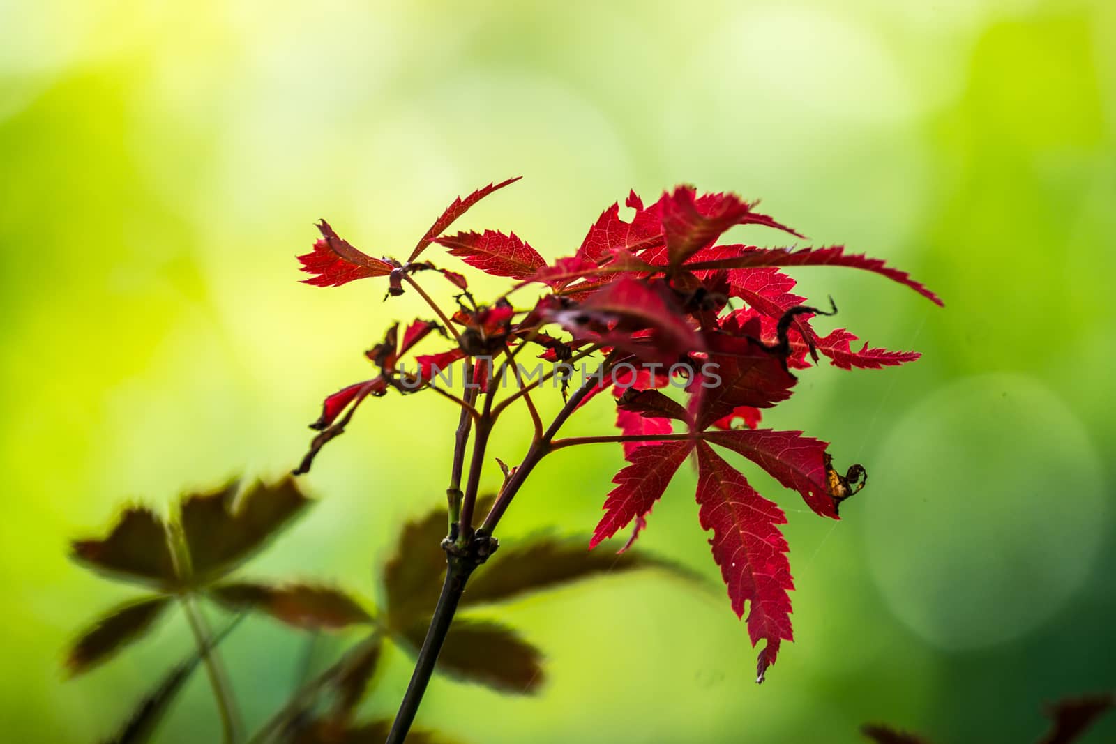 maple tree,leaf and branch,shallow focus