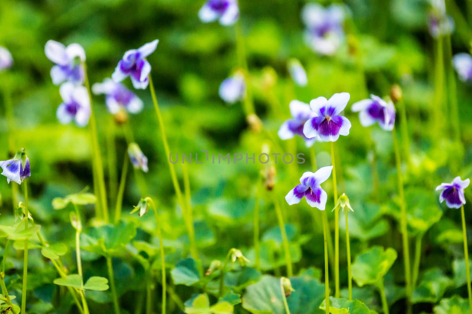 smal purple flower on garden floor,Chiangrai,Thailand