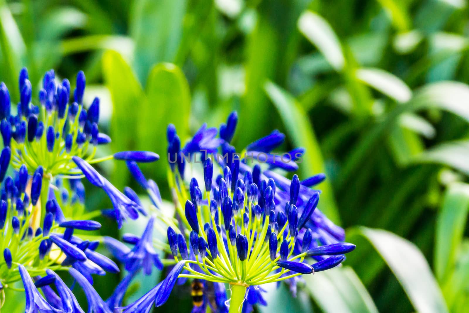 dark blue flower in tropical garden,Chiagrai,Thailand,shallow focus