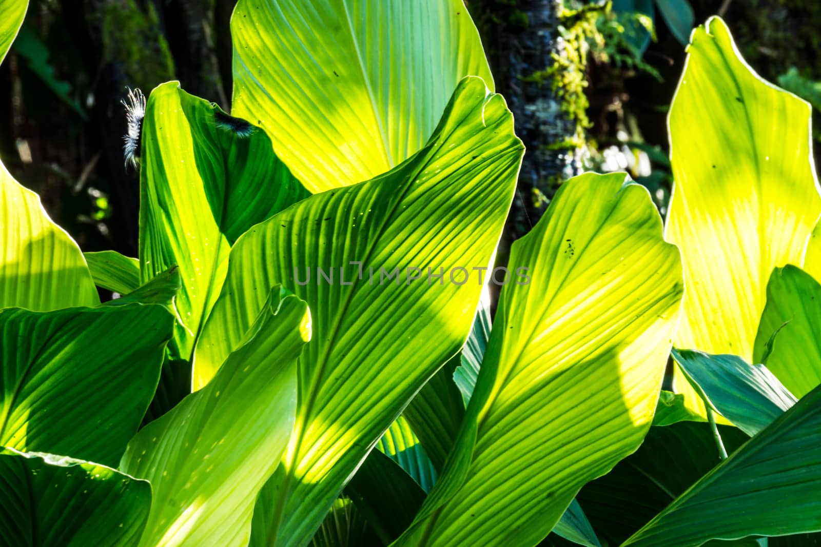 leaves of tropical plant in Chiangrai tropical garden,Thailand