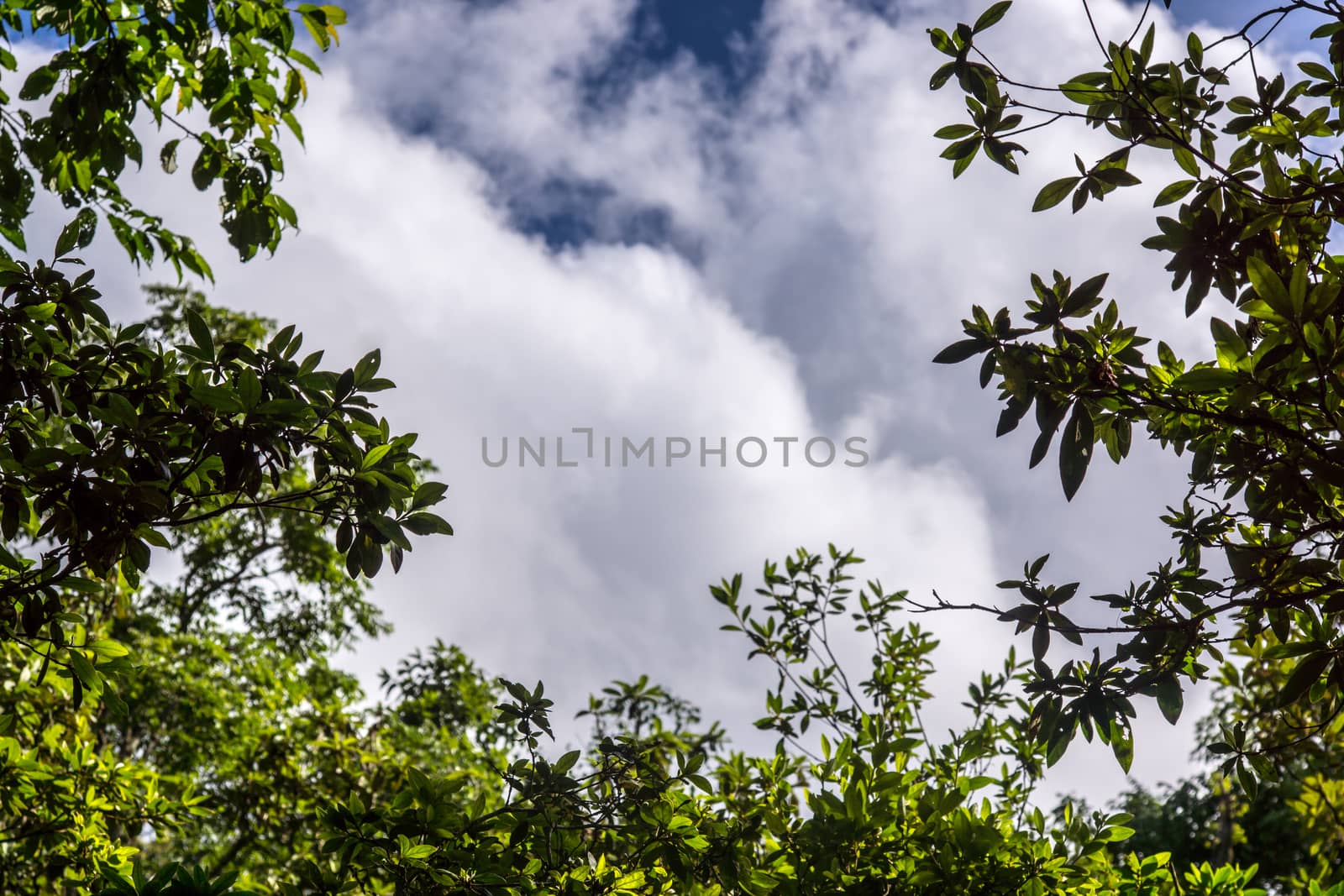 tree branch and leaves in nature scene,shallow focus