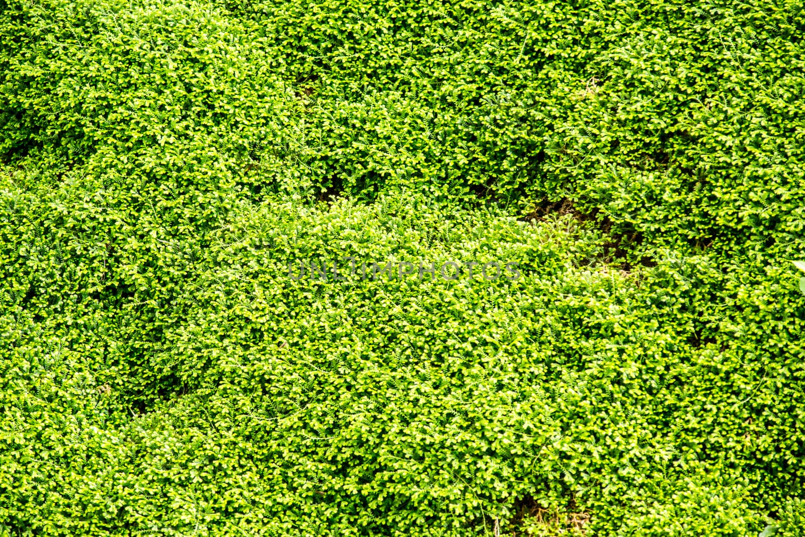 fern branch and leaves in nature scene,shallow focus