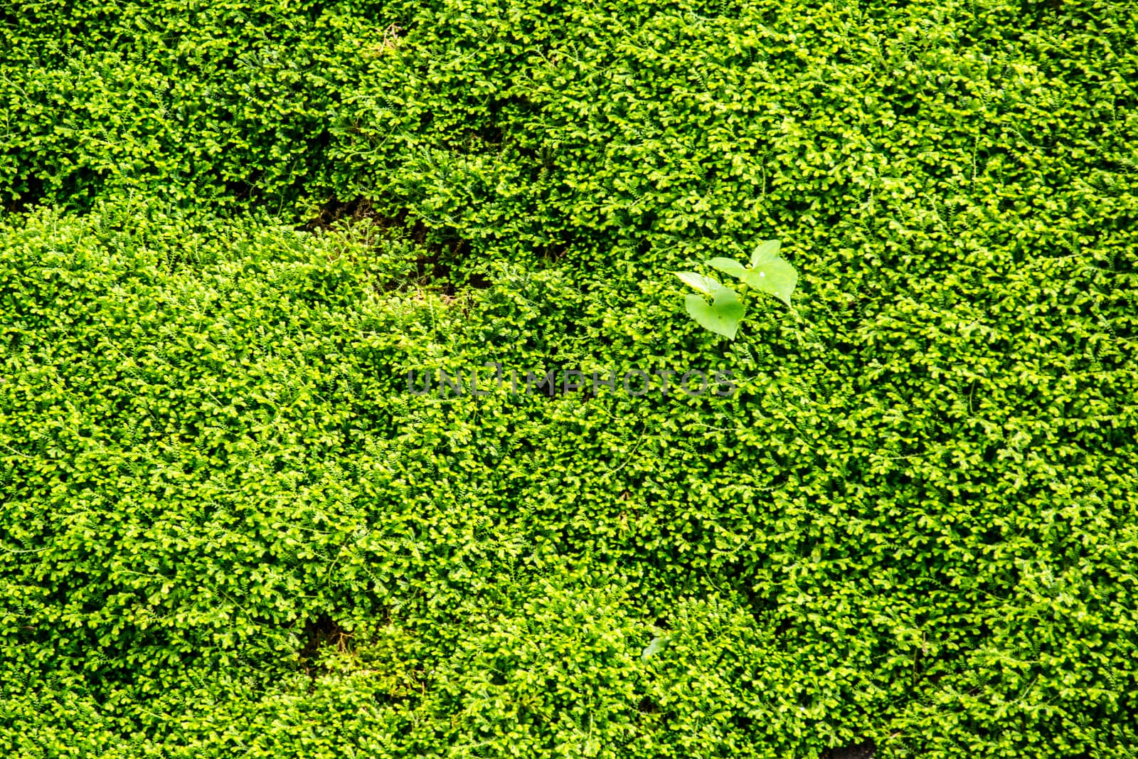 fern branch and leaves in nature scene,shallow focus