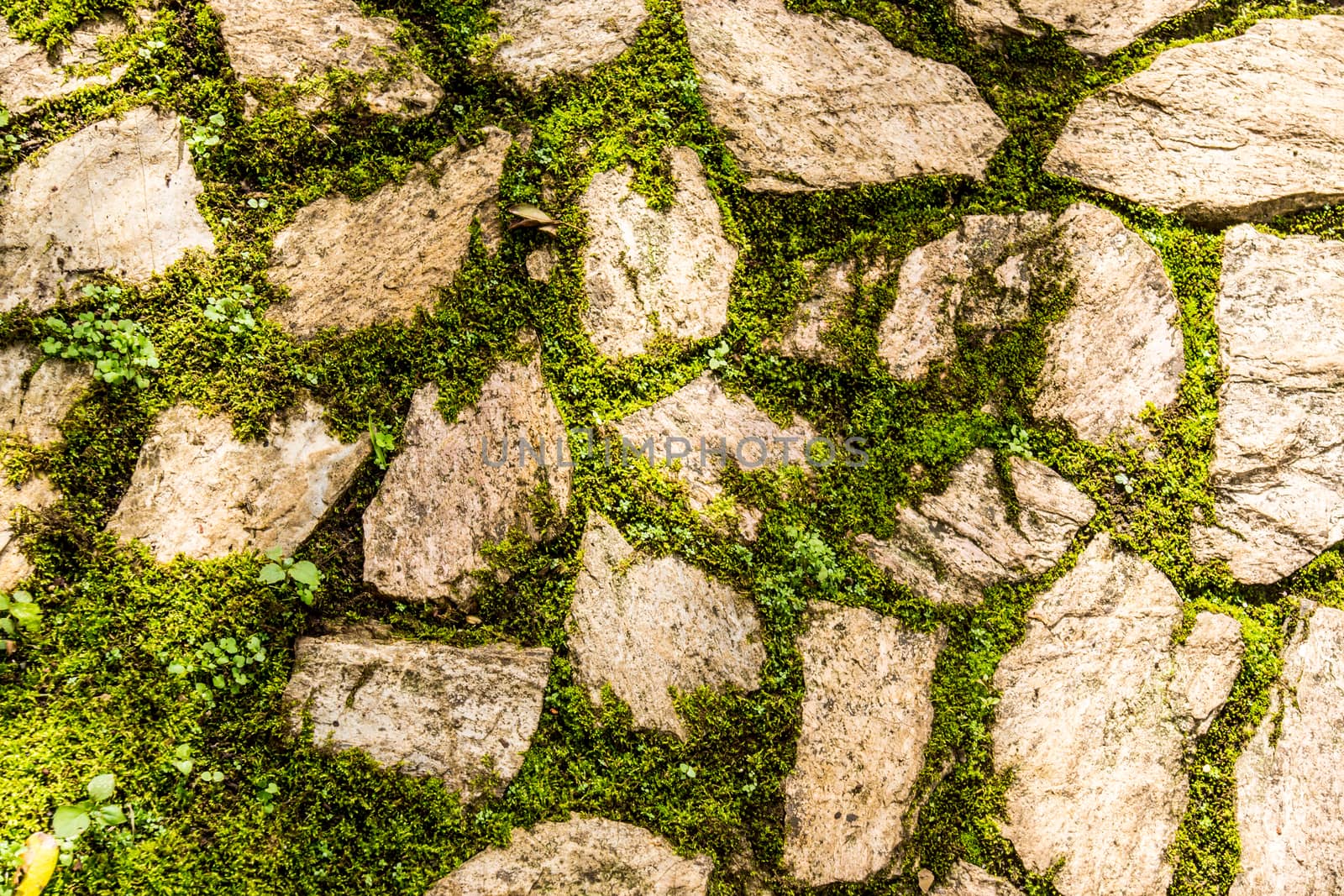 natural stone that arranged in shape of wall or floor in garden