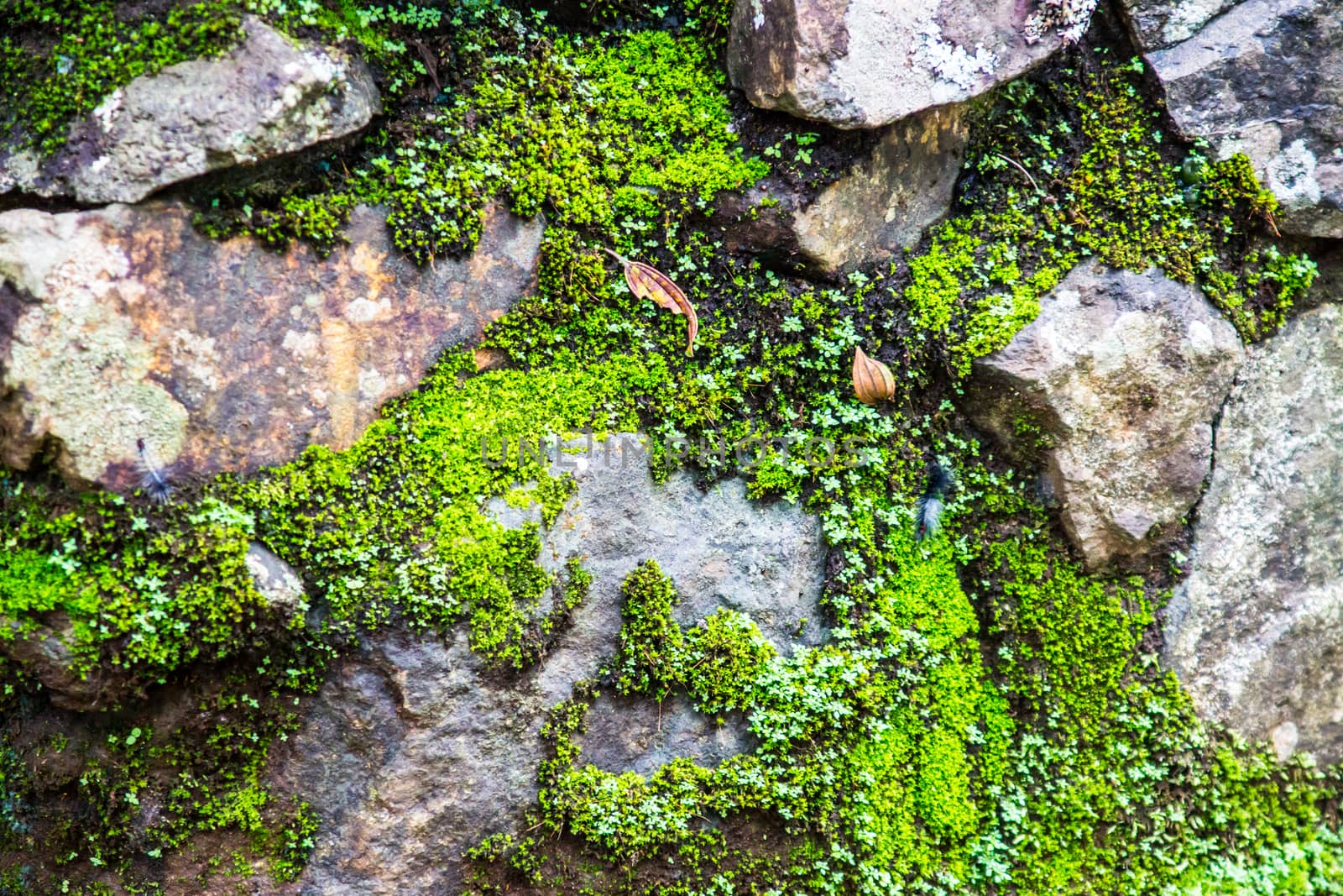 natural stone that arranged in shape of wall or floor in garden