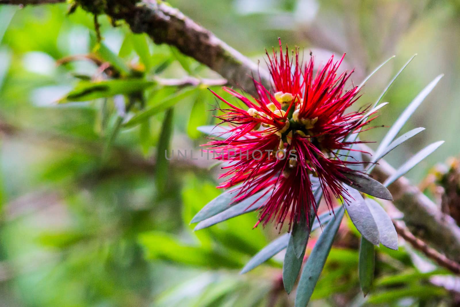 bottle brush flower by nattapatt