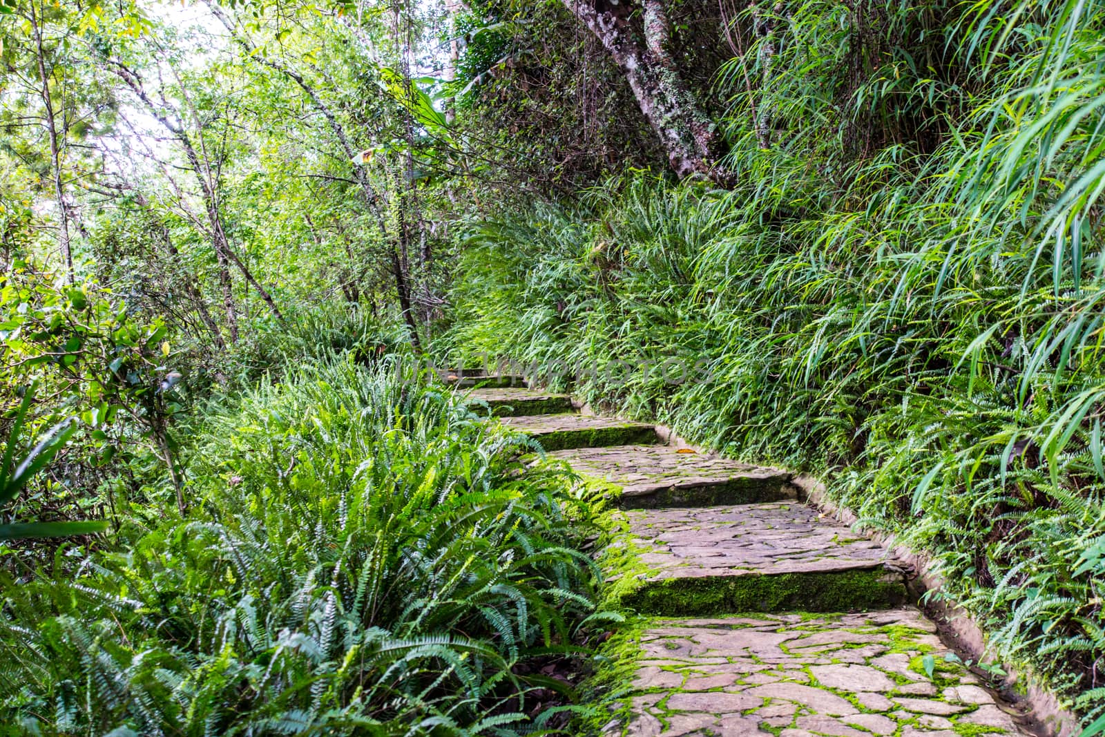 tropical rainforest garden at Chiangrai,Thailand