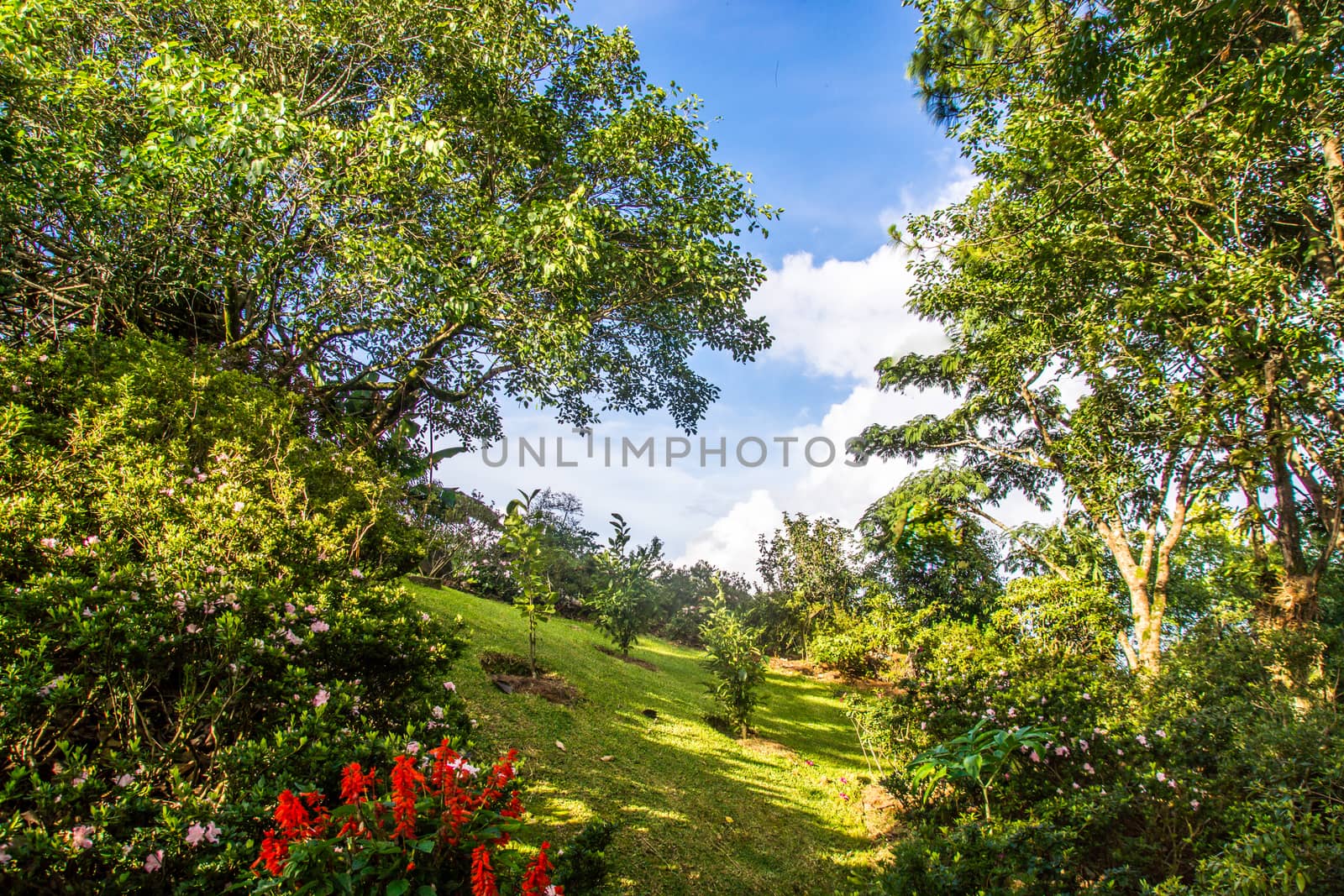 tropical garden and blue sky,Chiangrai,Thailand