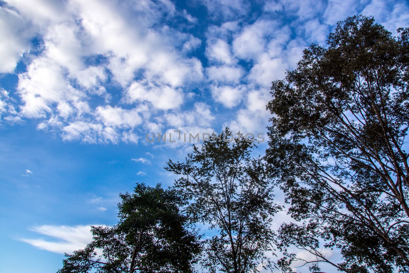 tree and bluesky by nattapatt