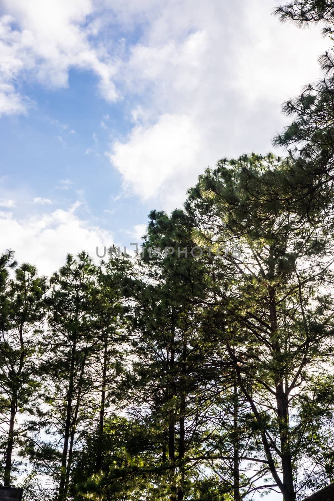 tree and bluesky by nattapatt