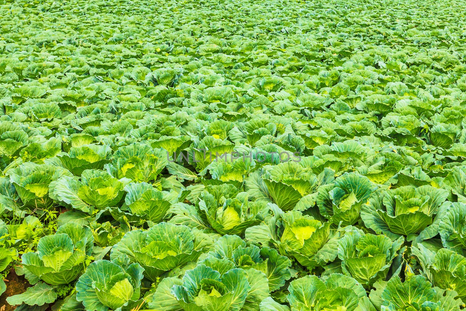 Cabbage field