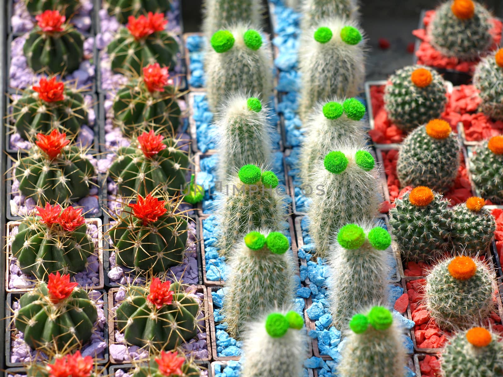 small colorful cacti with flowers         