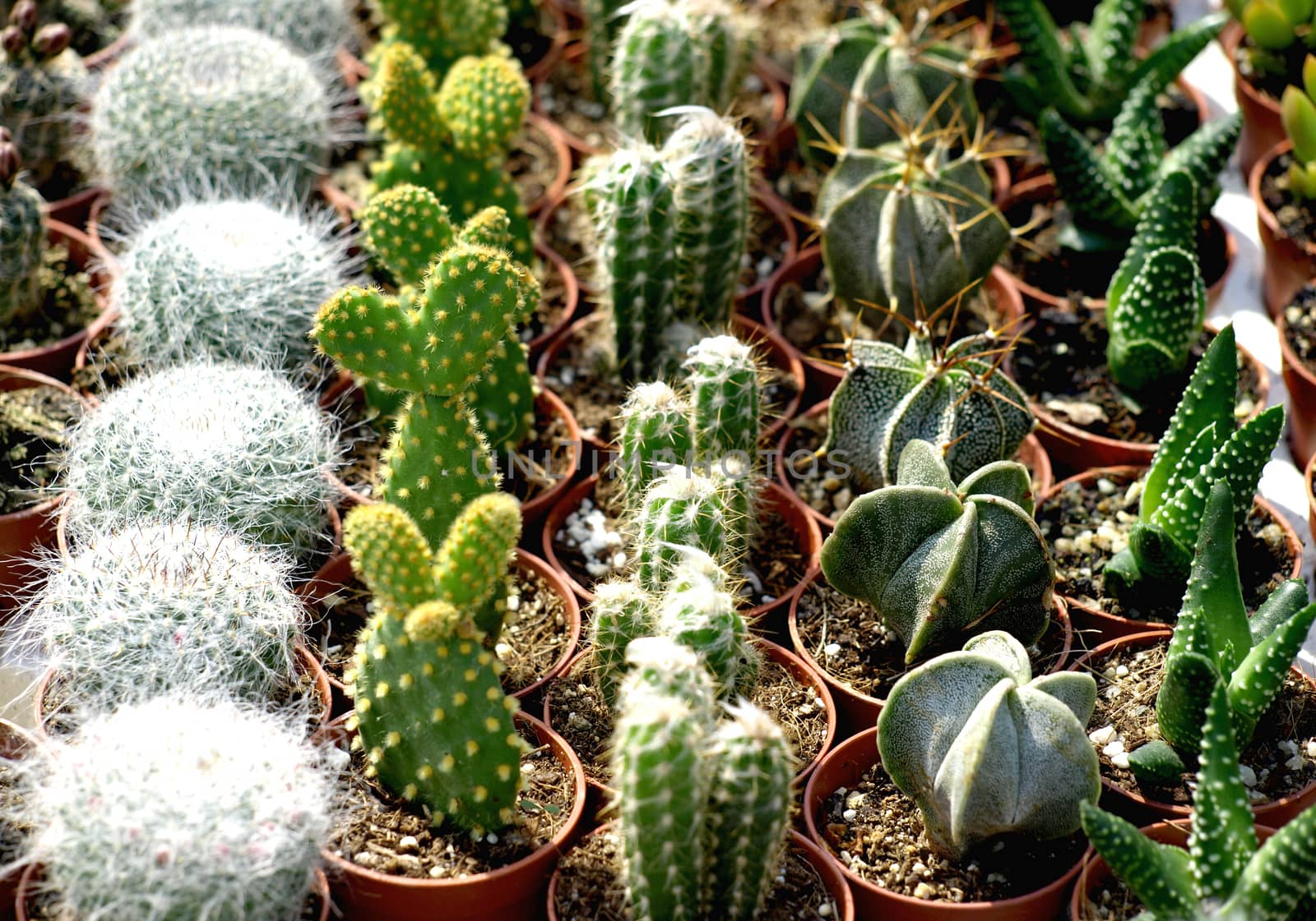 small cacti by pm29
