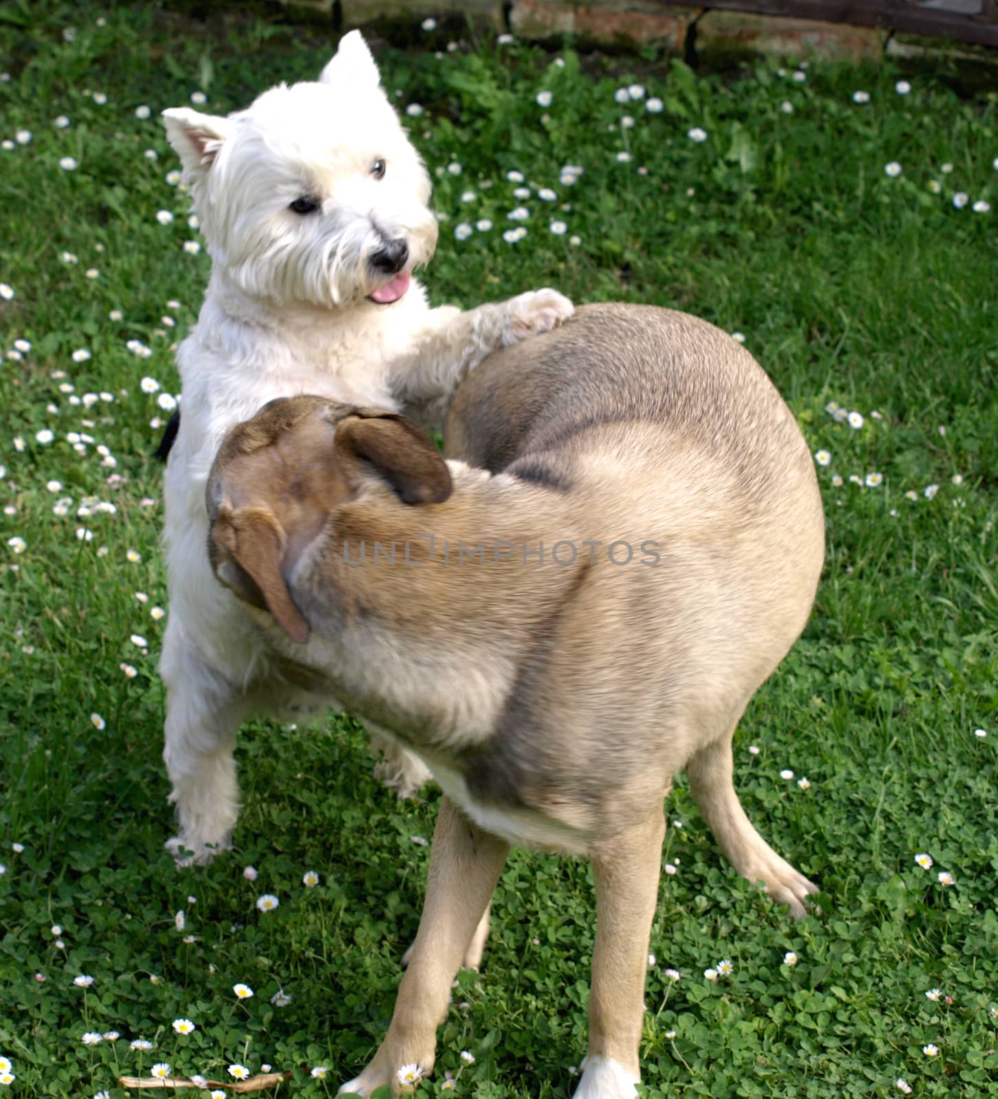 two dogs in a friendly game   