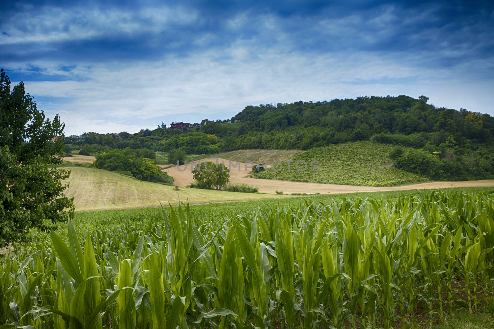 Corn field with hills under dramatic blue sky, hdr image
