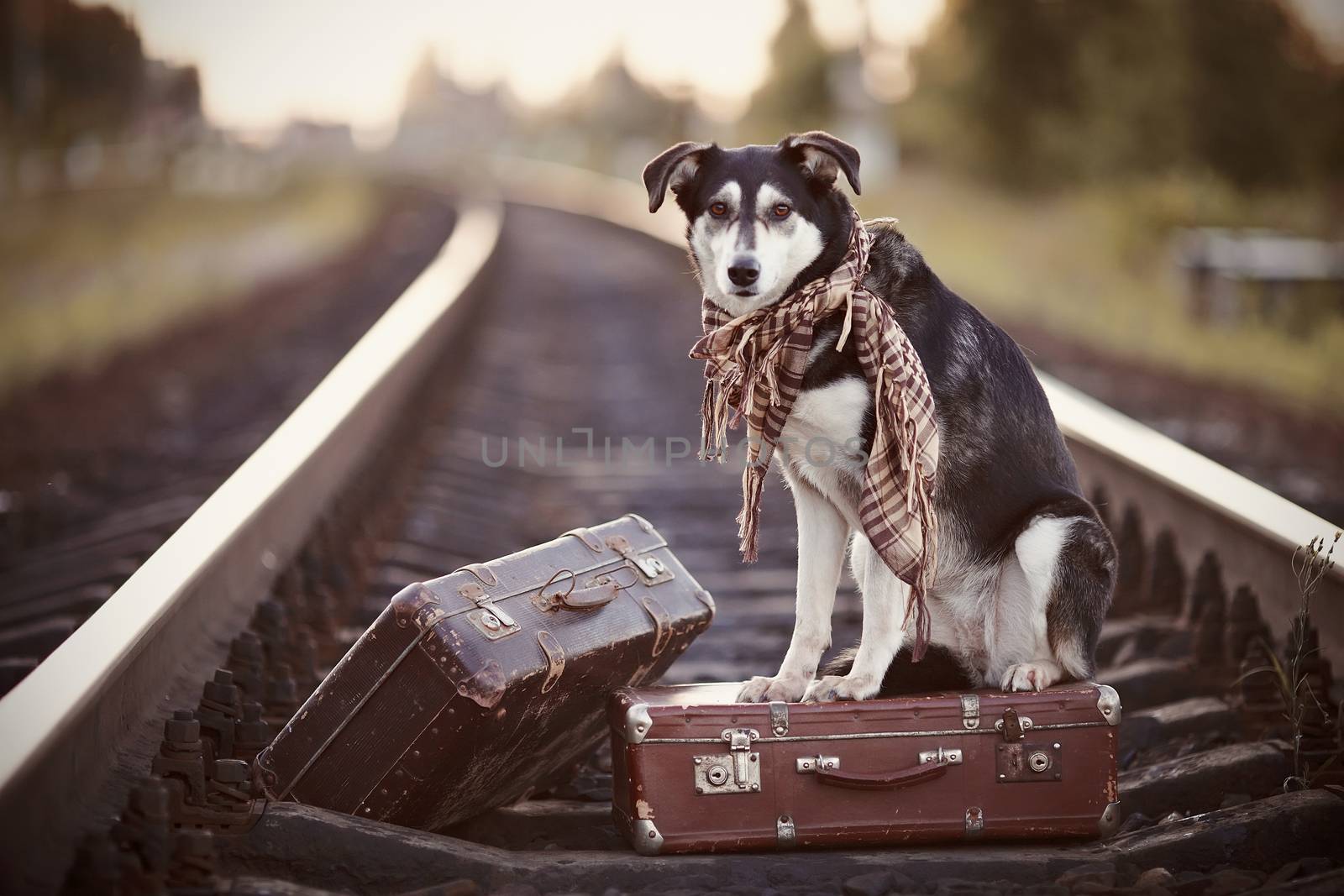 Dog on rails with suitcases. The dog looks for the house. The dog waits for the owner. The lost dog.