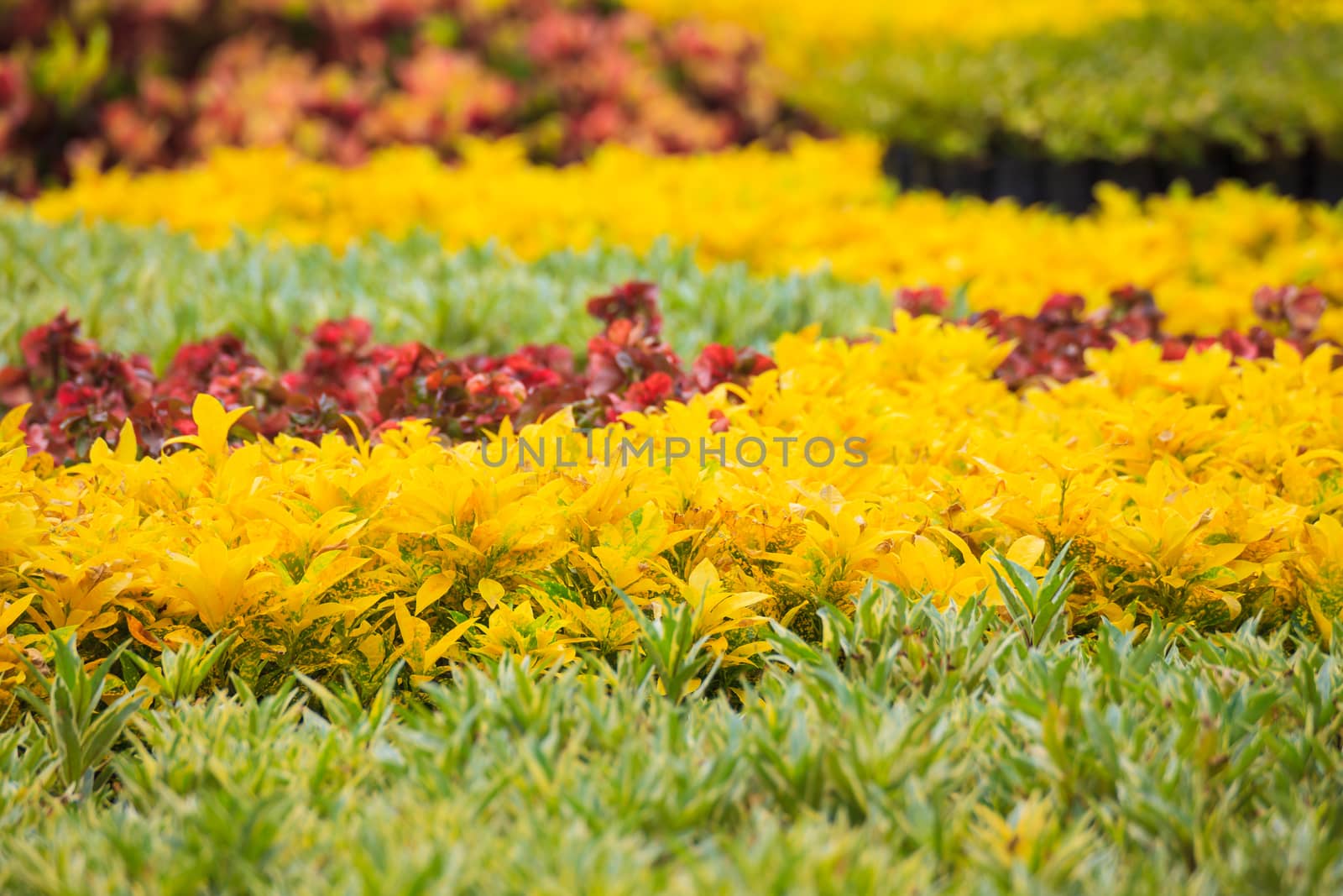 garden background
