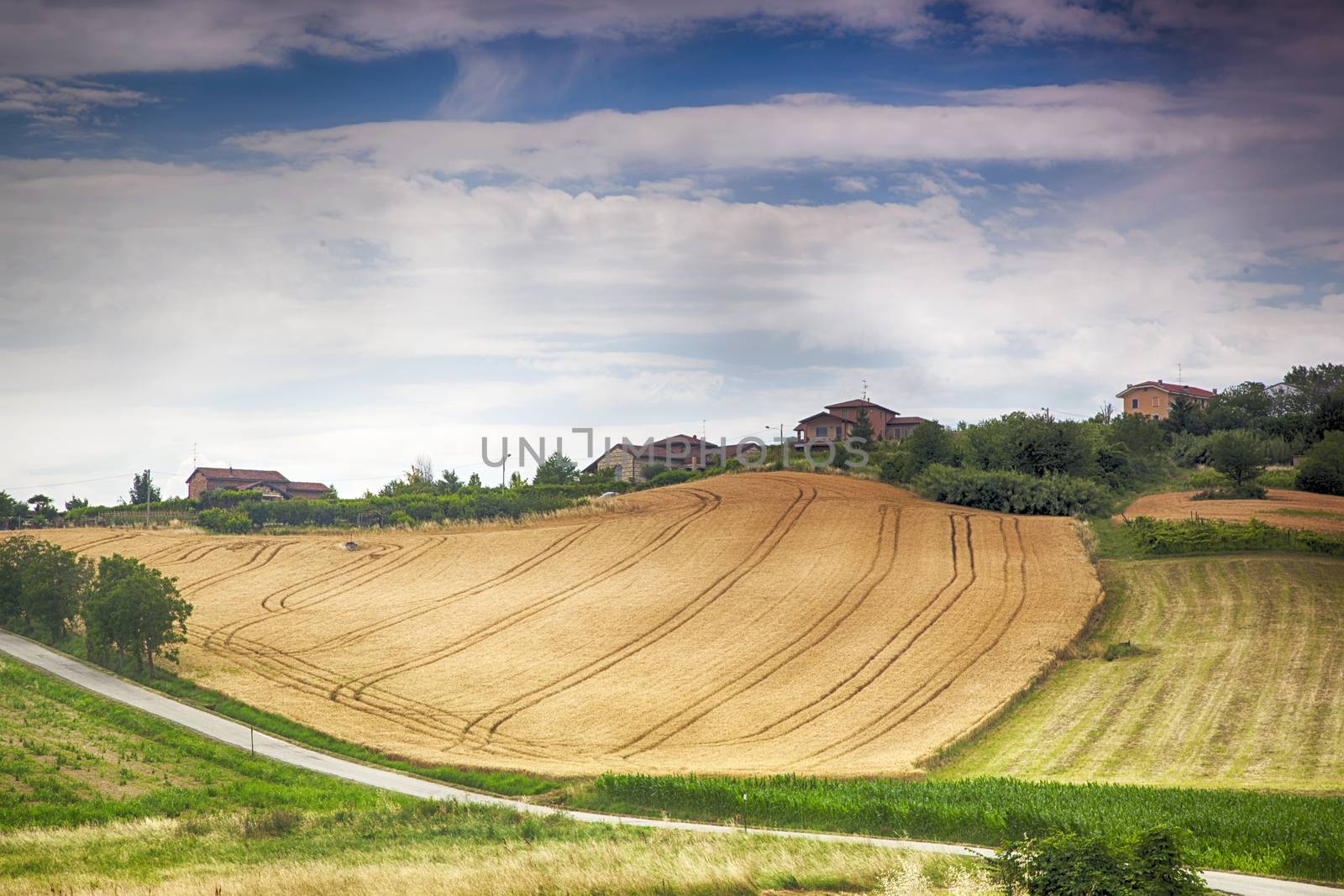 Wheat fields on the hills, with farms