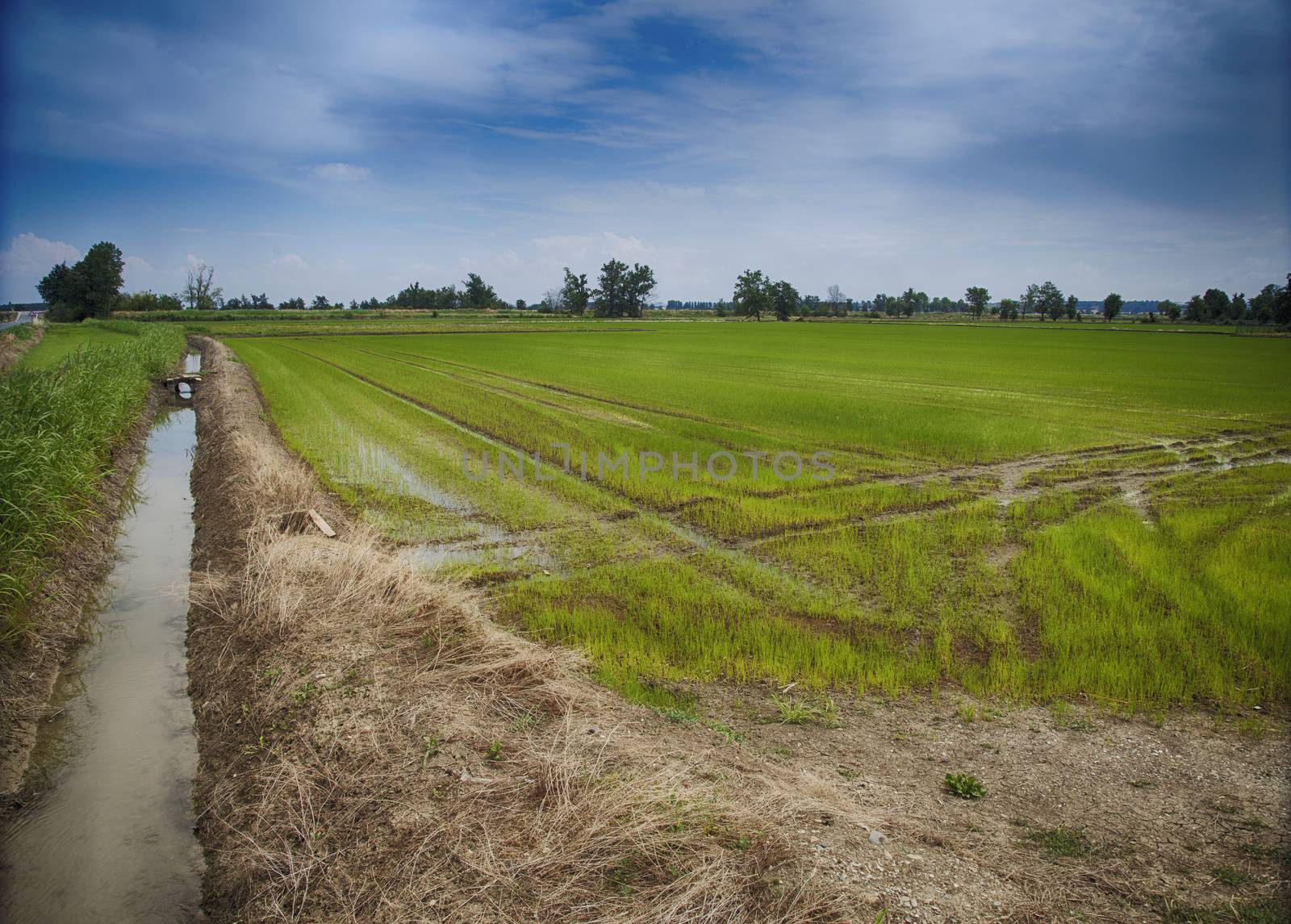 Rice field with canal on the left, hdr image