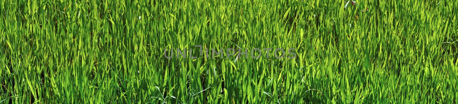 Panoramic picture - green oats                               