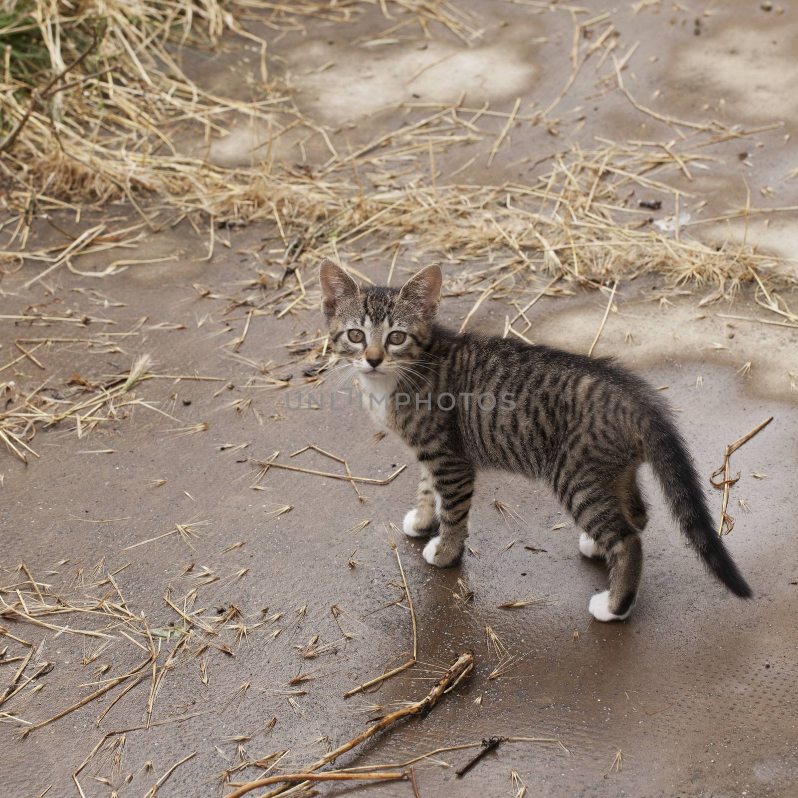 Small cat with yellow eyes standing and staring