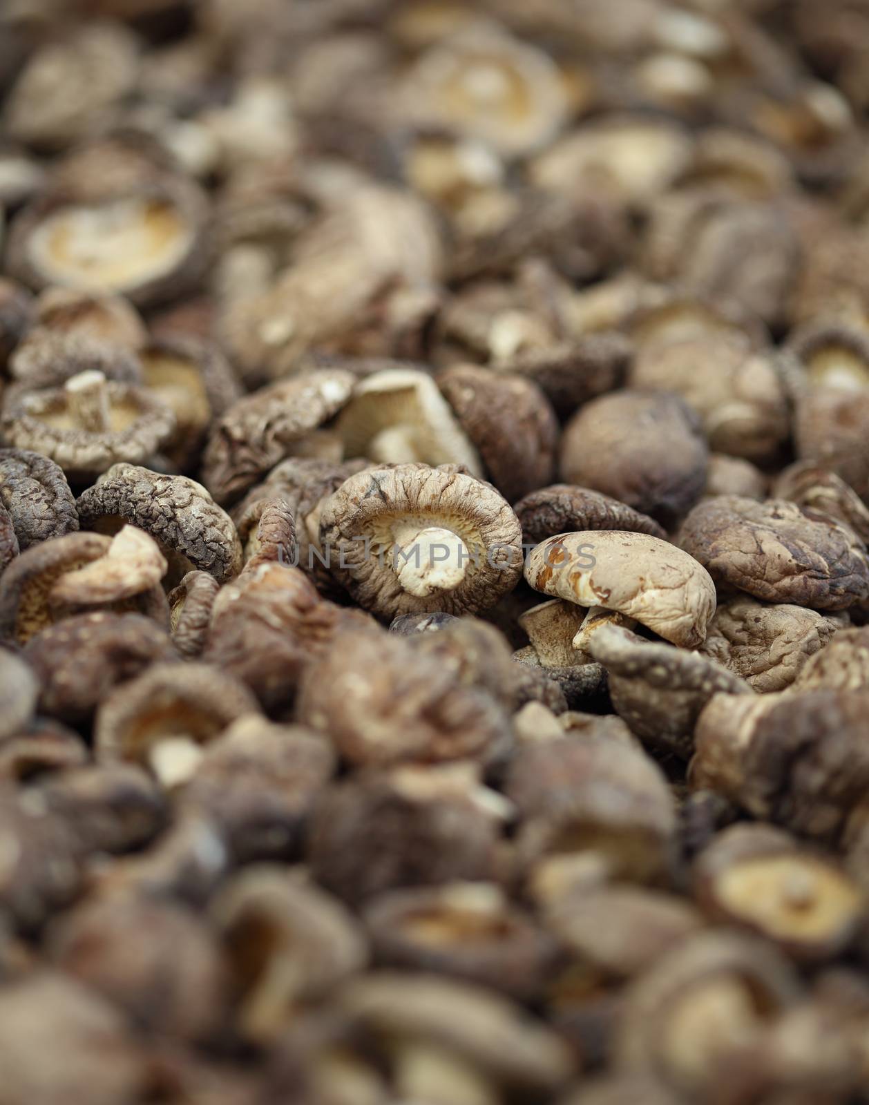 Dried Shiitake Mushrooms (Lentinula edodes)