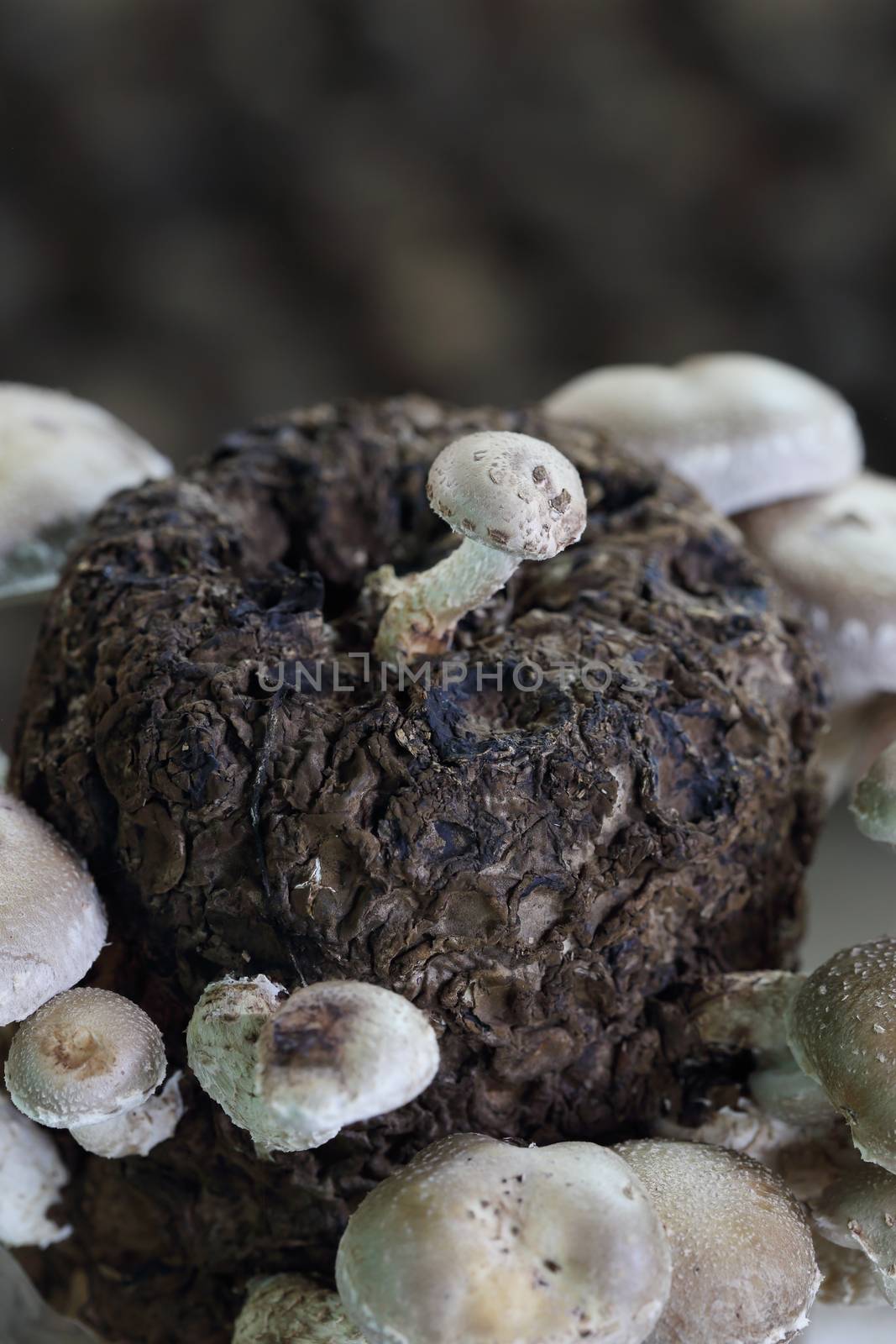 Shiitake mushrooms in mushroom farm