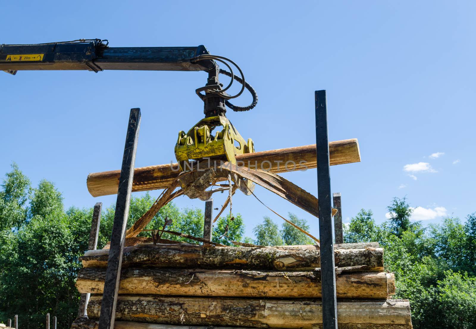 forestry cutter loading cut logs in pile trailer by sauletas