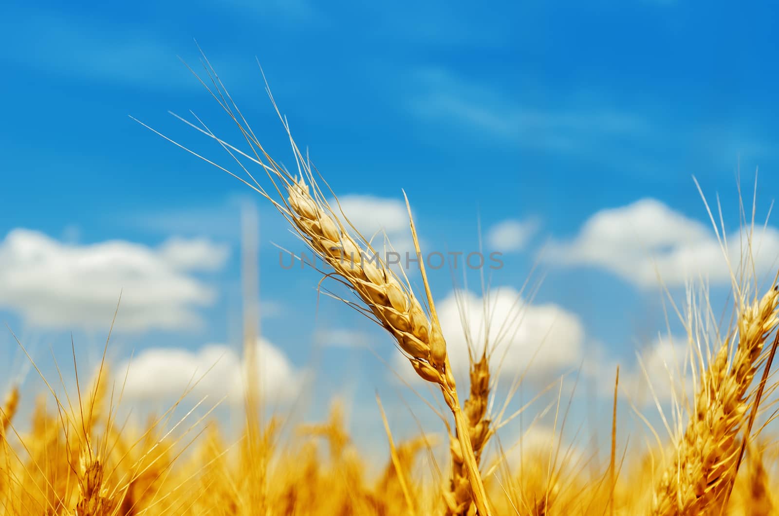 golden barley on field under blue sky by mycola