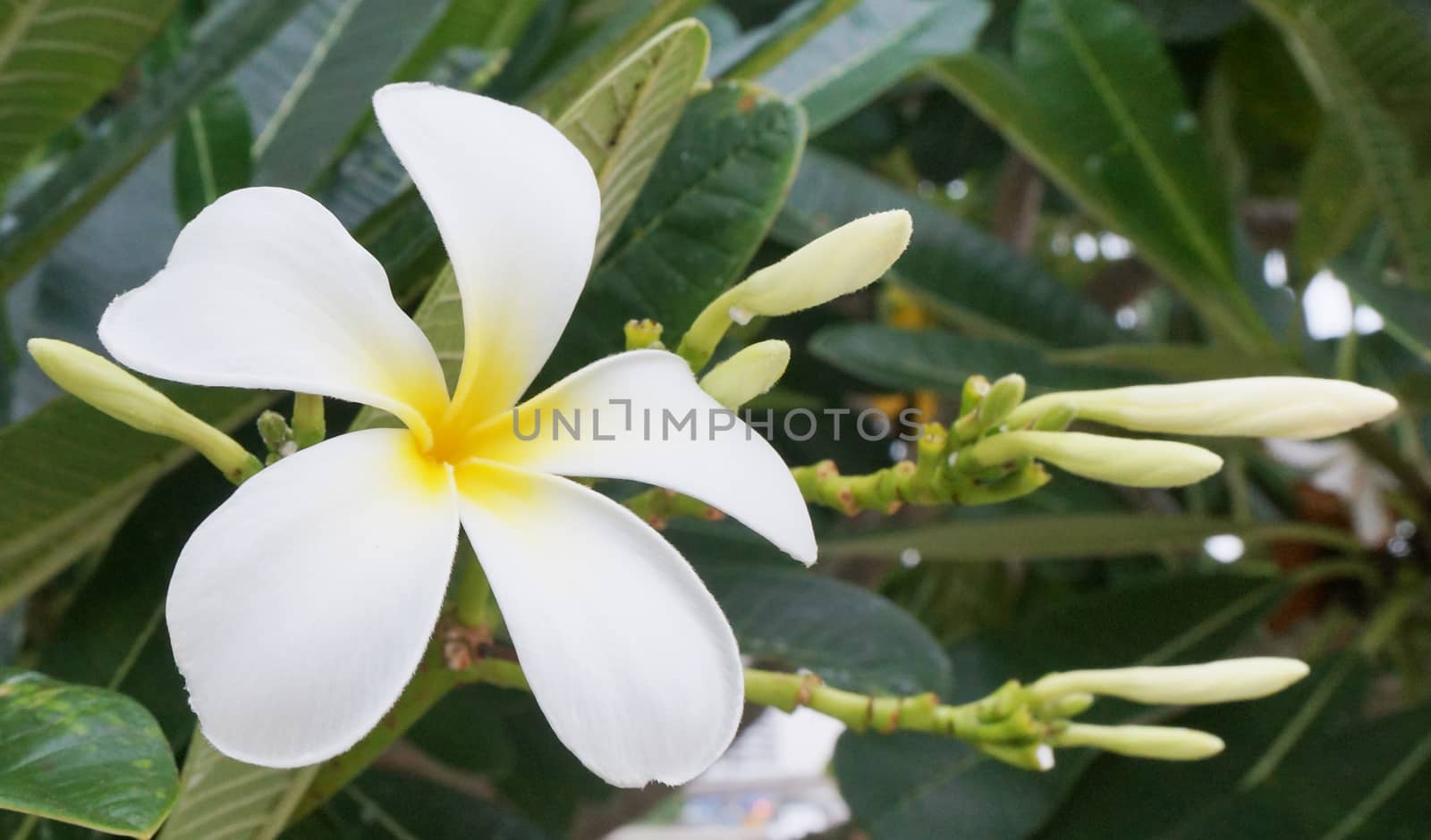 White Frangipani flowers, a bouquet of flowers  have both buds and flowers in full bloom.
                                