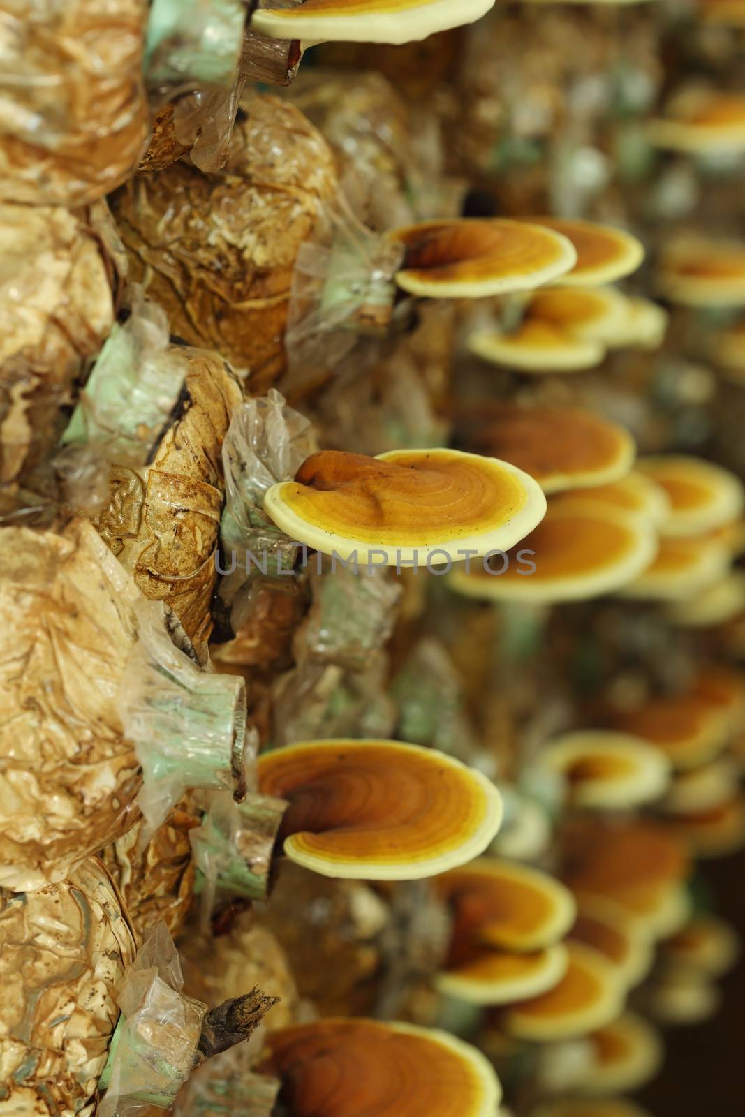 Lingzhi mushrooms  in mushroom farm