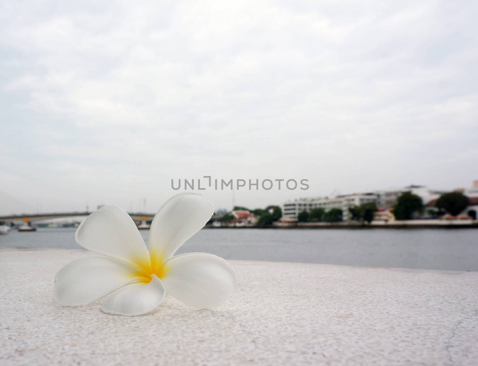 Frangipani flowers, one flower is white, fall on the floor near the river                               