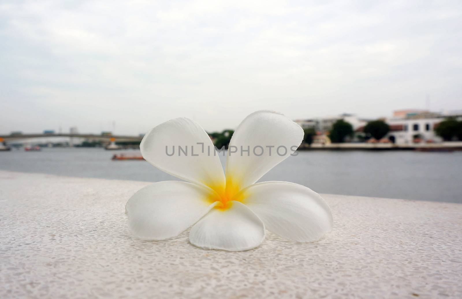 Frangipani flowers fall on the floor by ninun