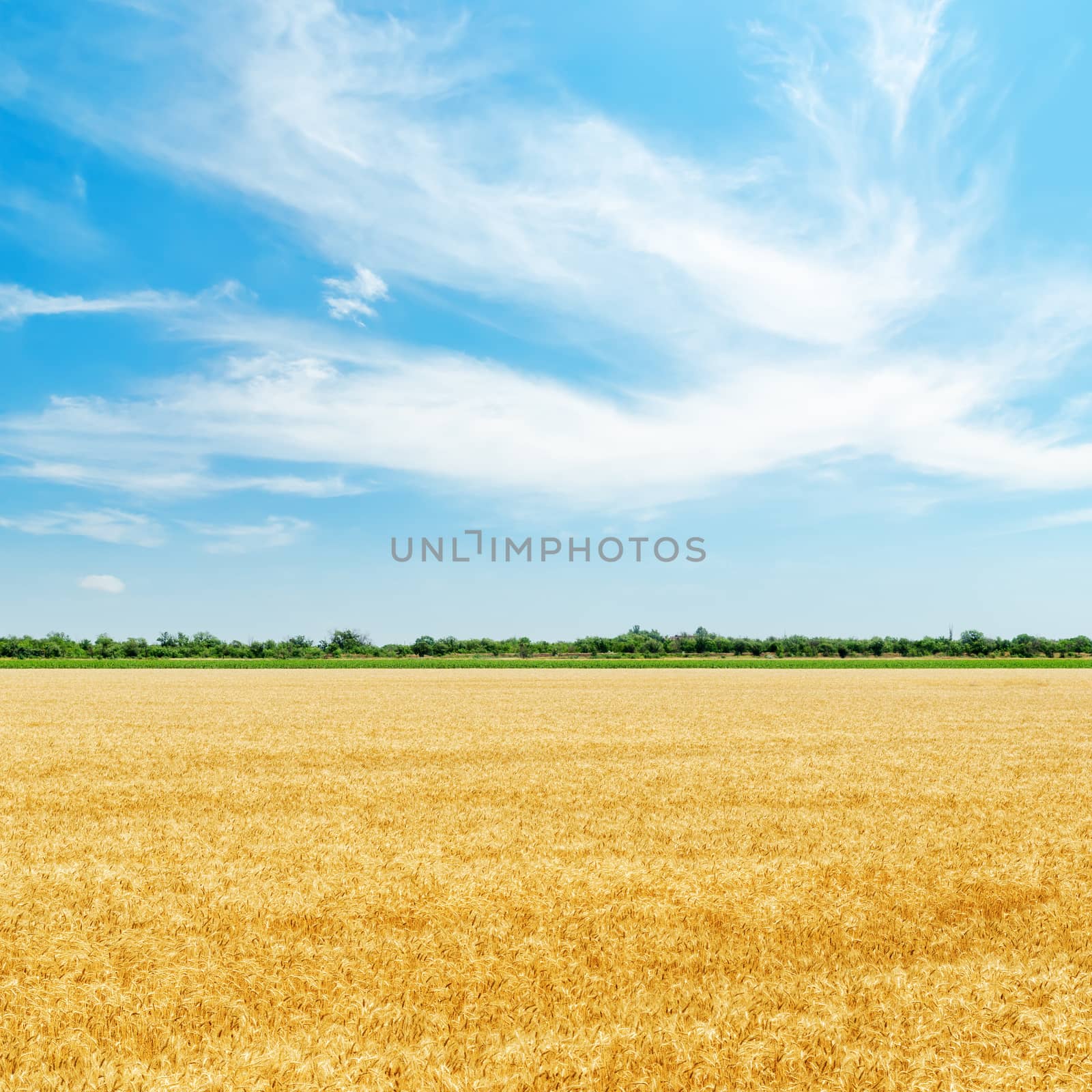 golden field with harvest under clouds in blue sky by mycola