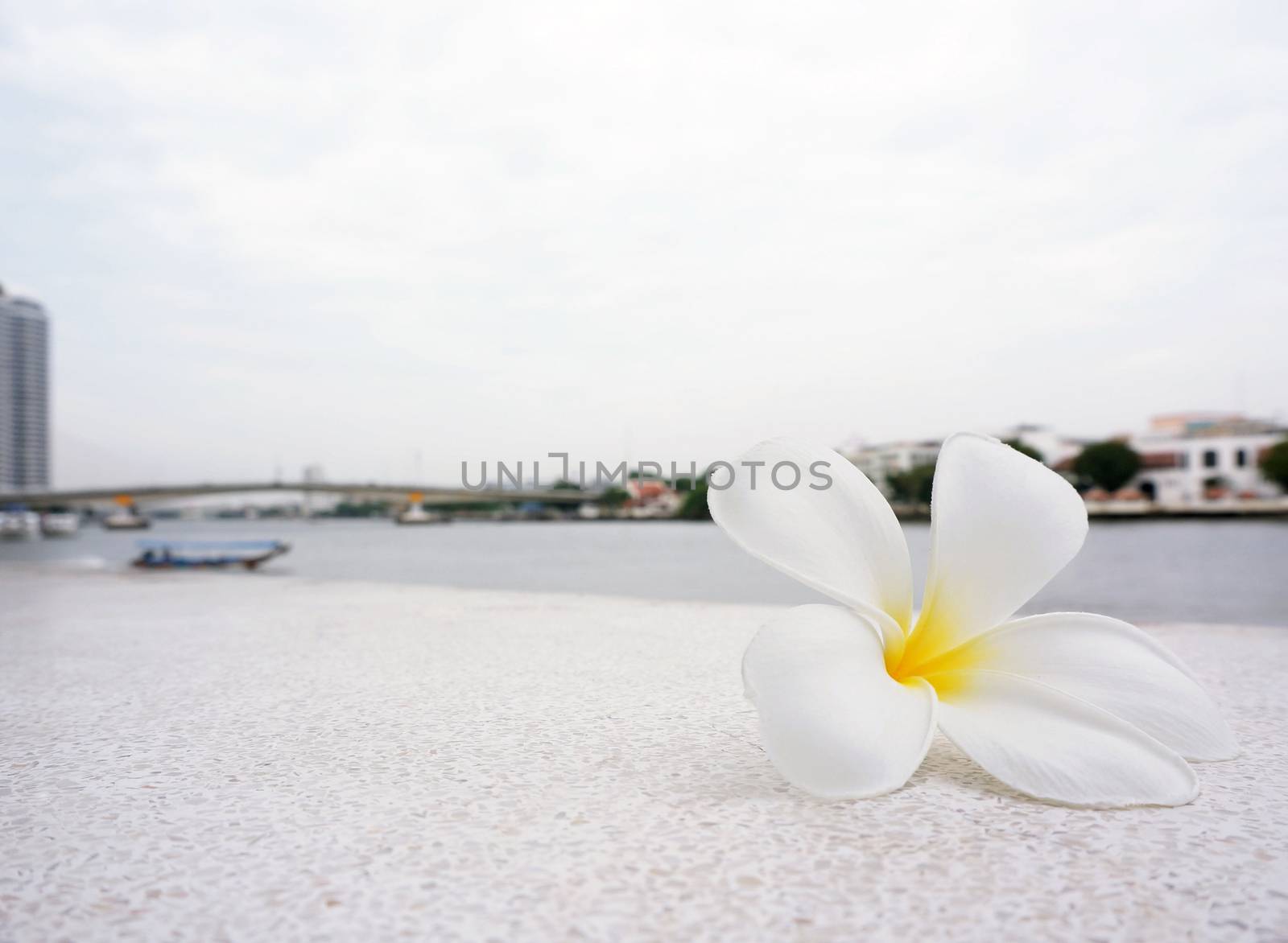 White Frangipani flowers fall on the ground by ninun