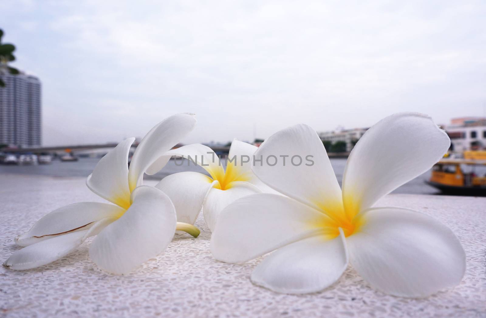 White Frangipani flowers by ninun