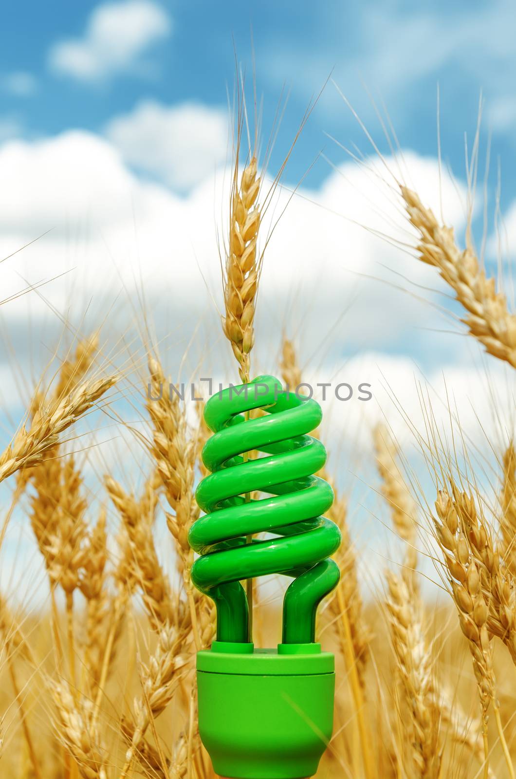 green eco bulb in field with harvest. soft focus