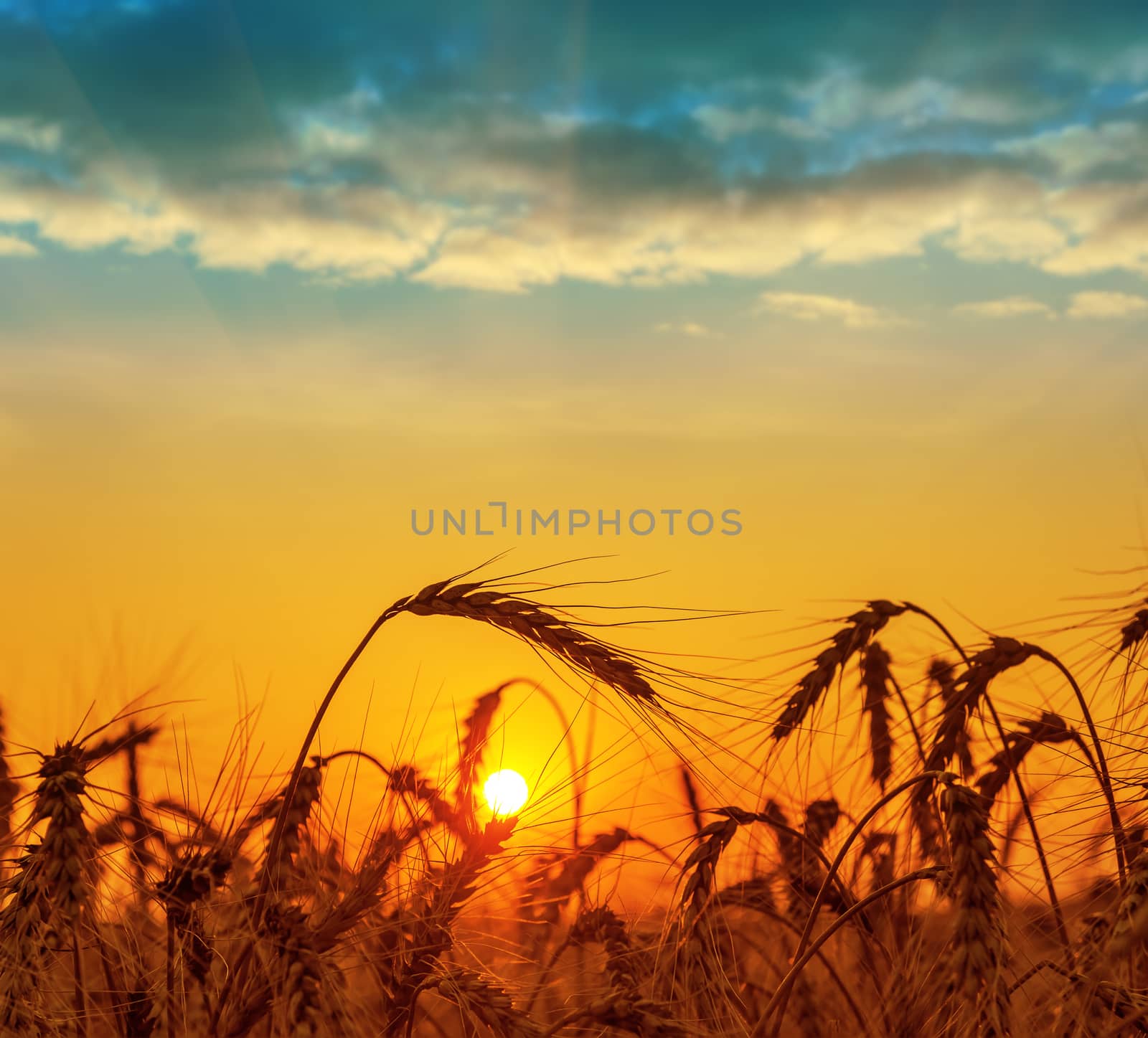 field with harvest at sunset