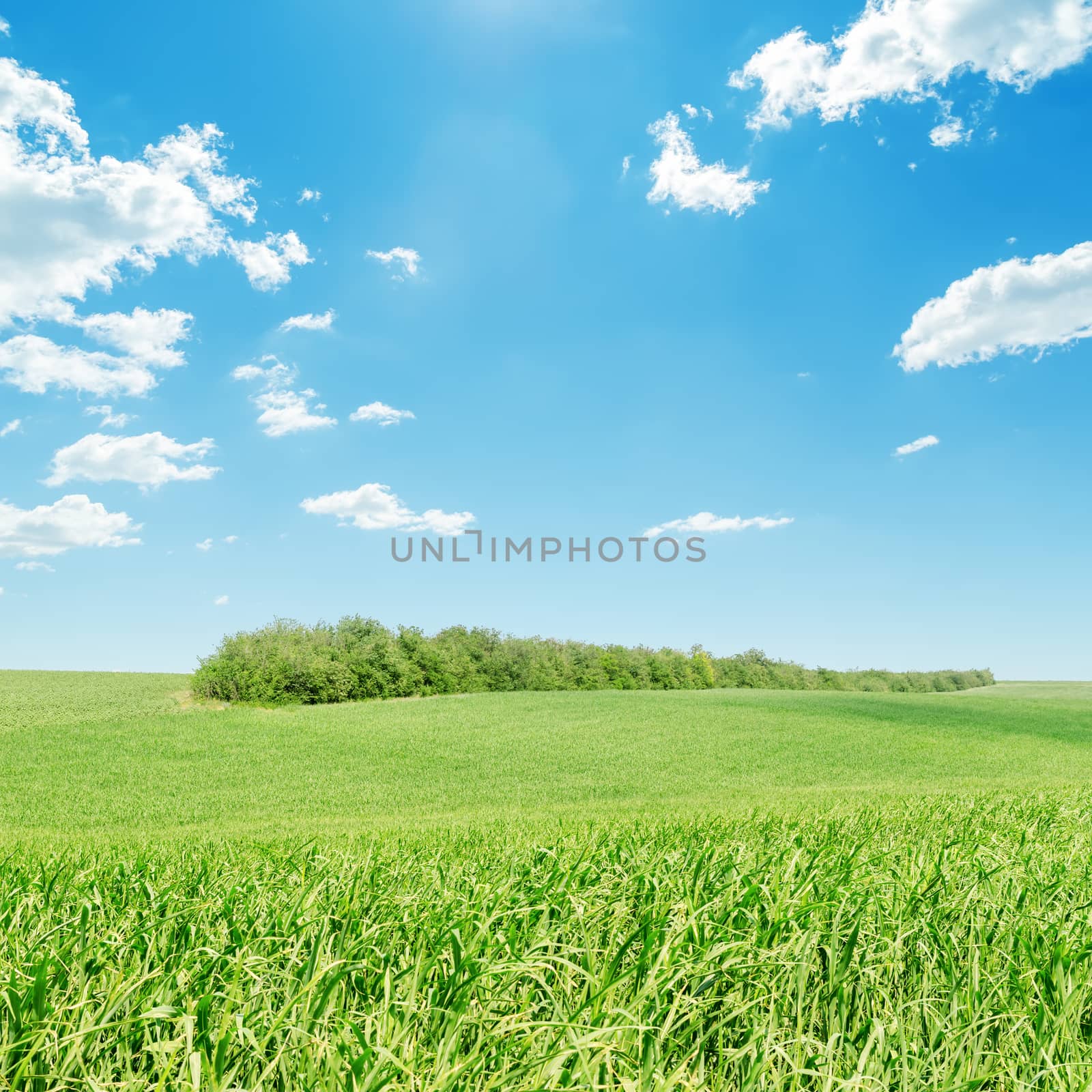 green grass field and blue sky