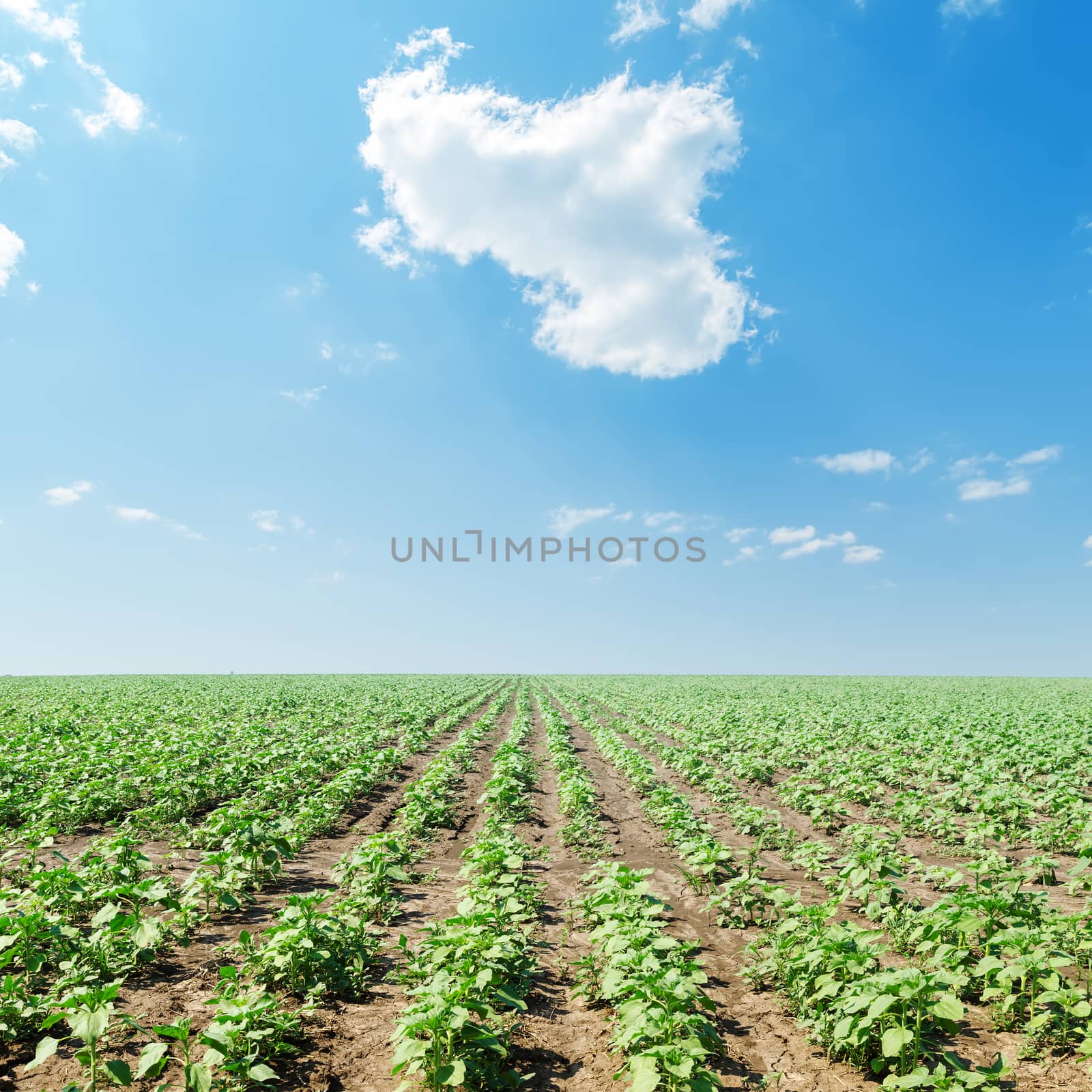 cloud in blue sky over field with green sunflowers by mycola
