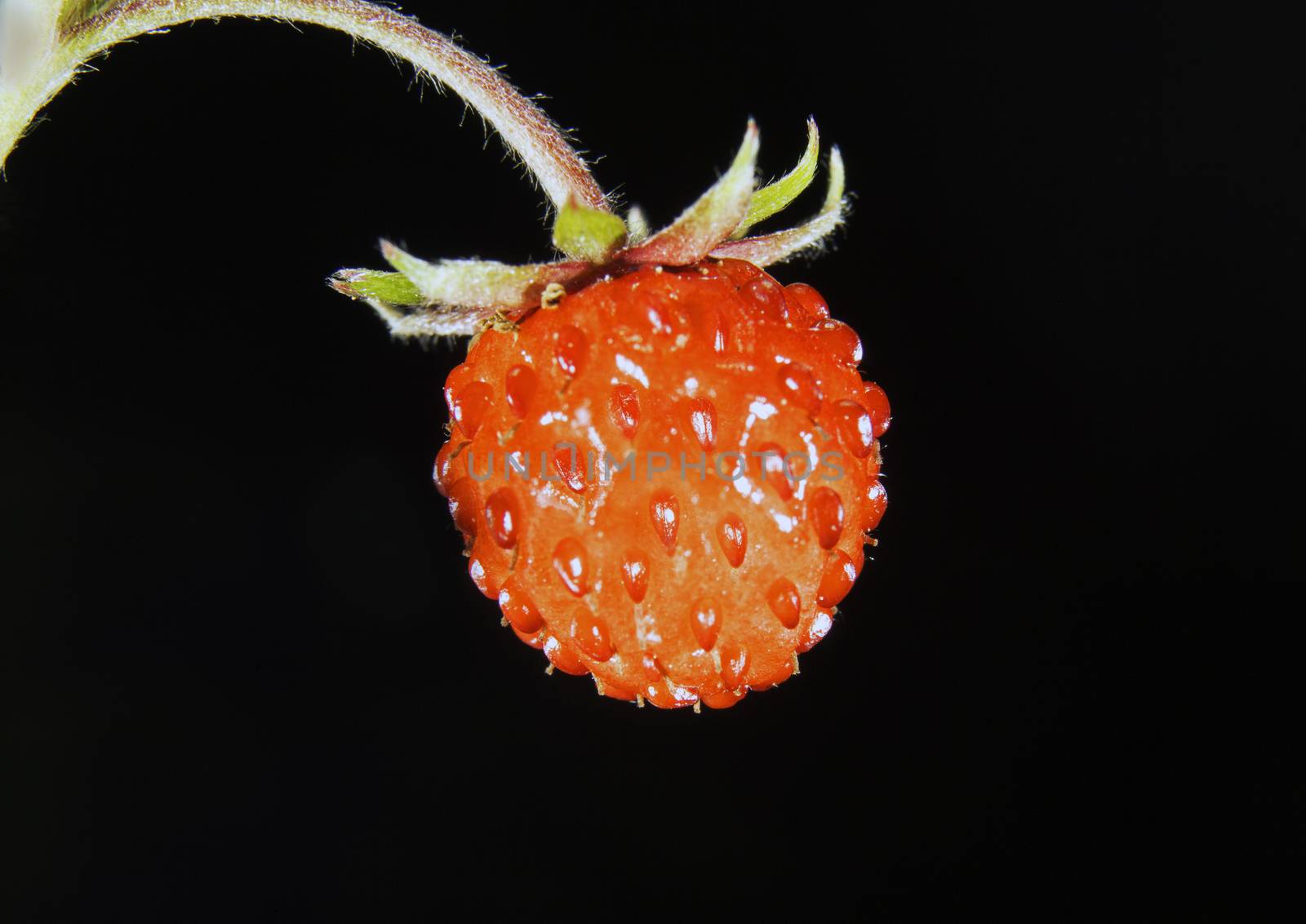 Wild Strawberry by thomas_males