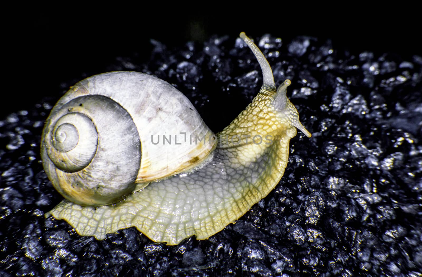 Burgundy snail by thomas_males