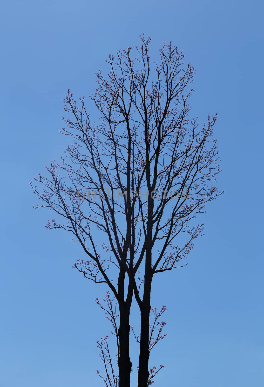 Leafless branches with pink flower and blue sky background