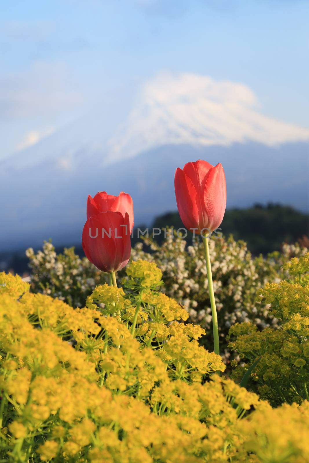 tulip with mount Fuji background  by geargodz