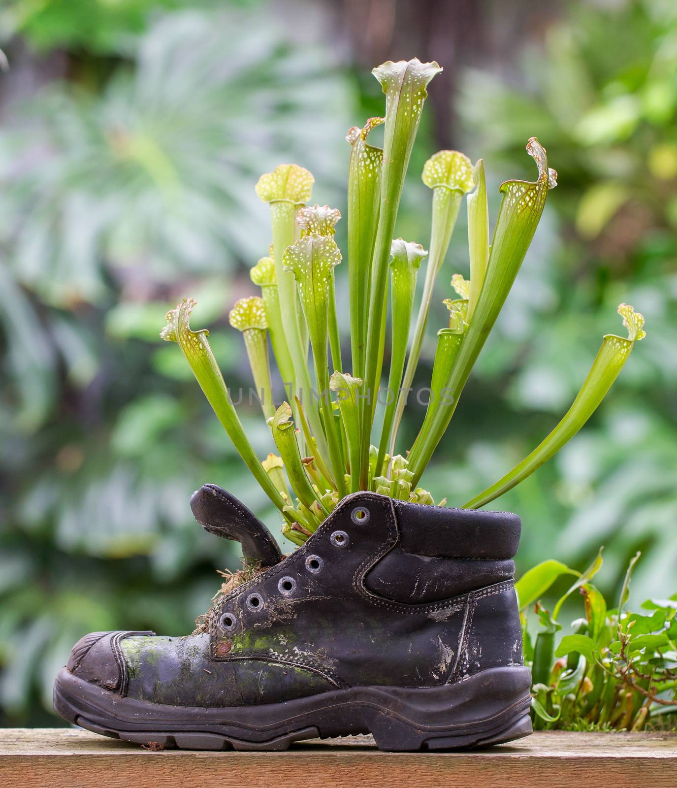 Pitcher plants in an old shoe by michaklootwijk