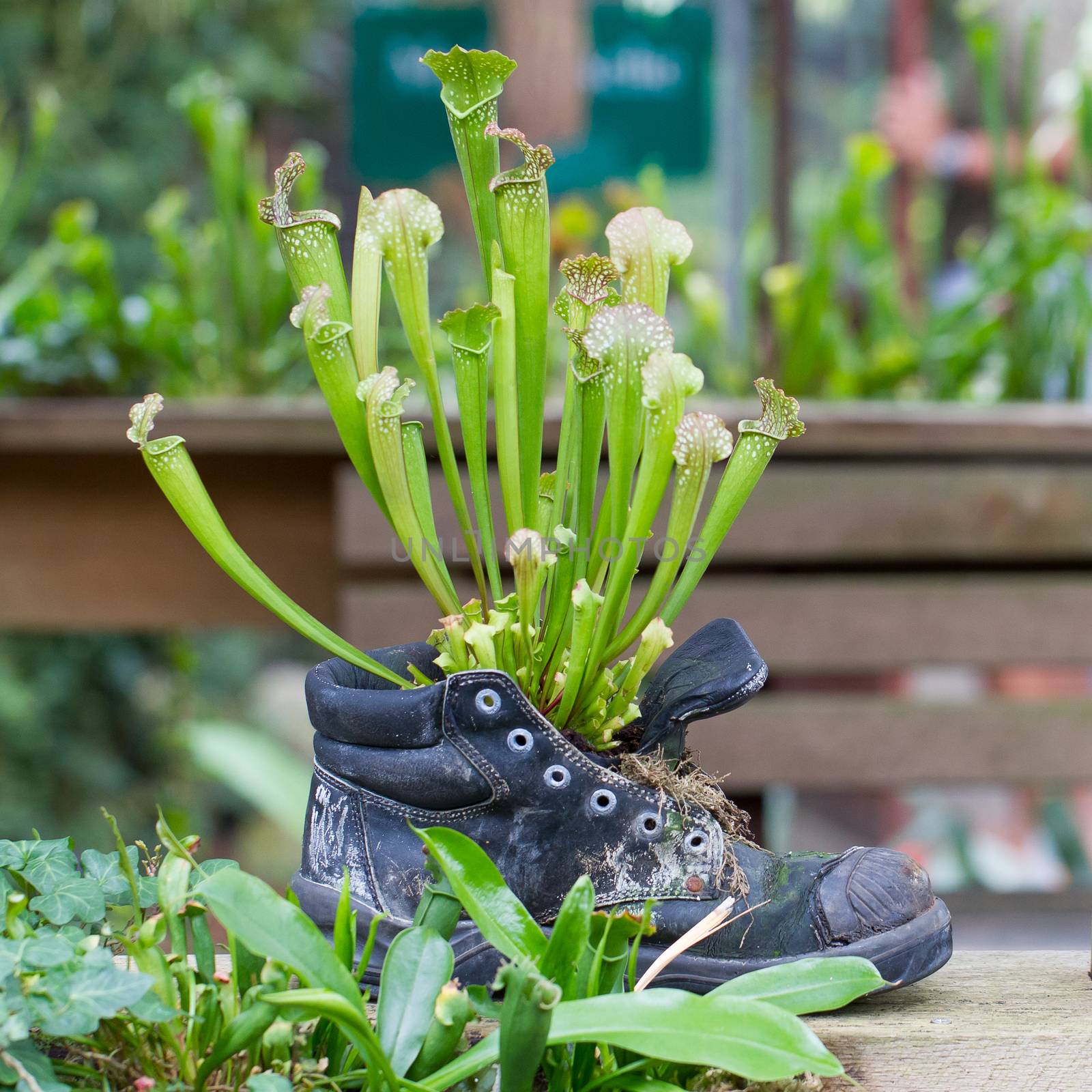 Pitcher plants in an old shoe by michaklootwijk