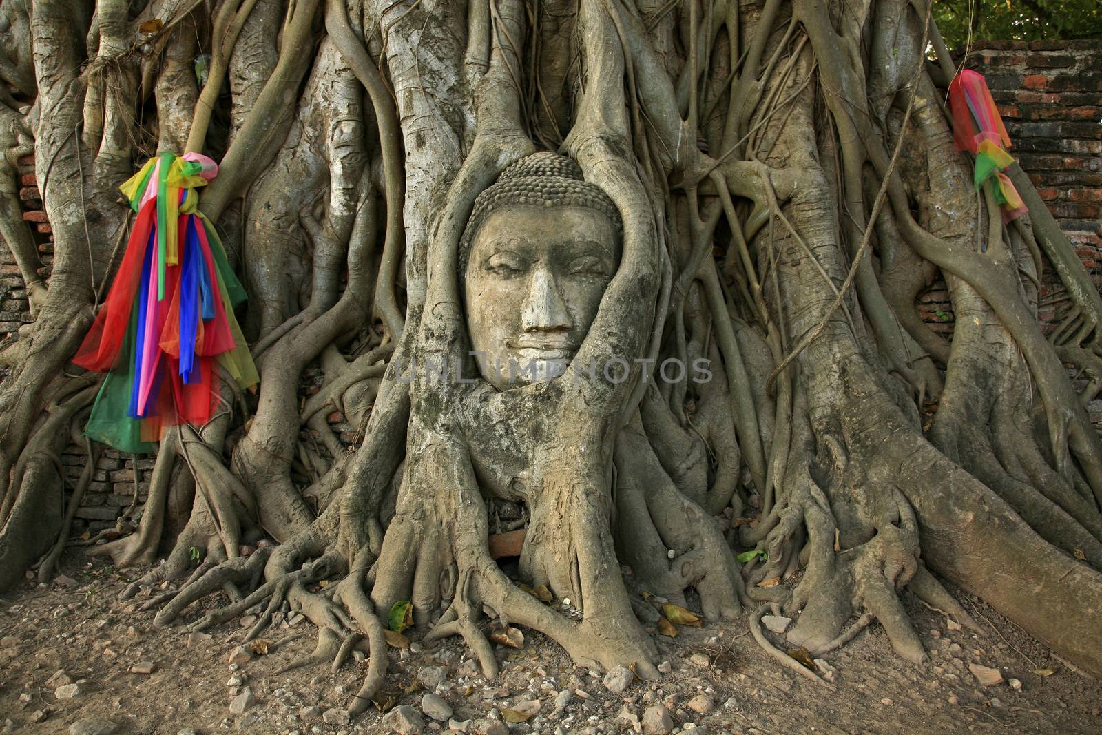 Wat Mahathat Buddha head in tree, Ayutthaya